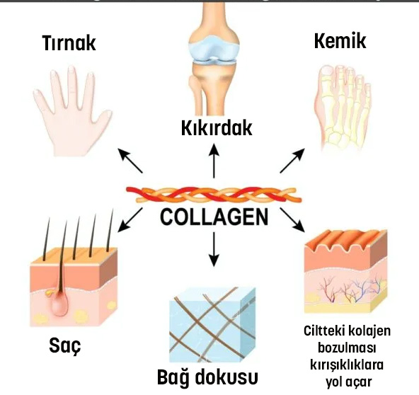 kolajen faydaları