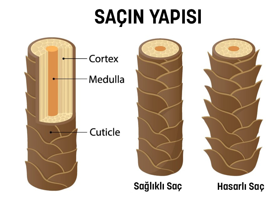 saç yapısı